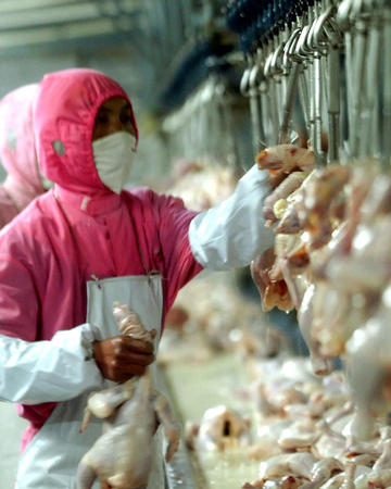 图文:河南鹤壁打造畜产品加工龙头产业(1)