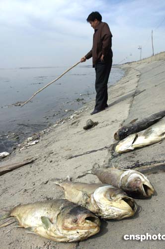 图:乌鲁木齐一水库污染严重 大批鱼类死亡
