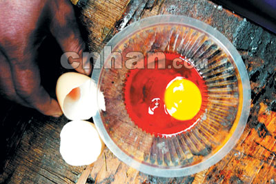 母鸡子宫出血产下一枚血鸡蛋(图)