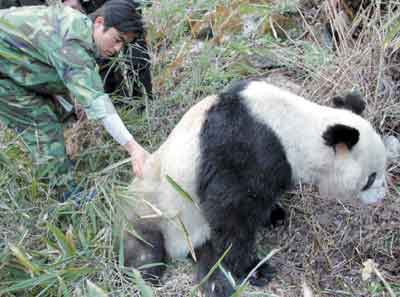 急救打架受伤大熊猫(组图)
