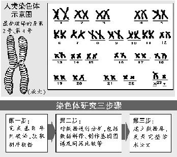 近日,美国国家人类基因组研究所宣布,对人类第2号,第4号染色体