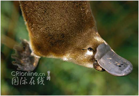 Ȥţ˯