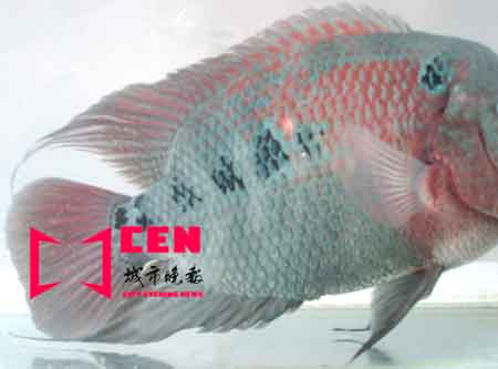 吉林宠物鱼身长汉字 发财字样清晰可辨(图)