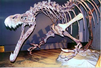 白垩纪-似鳄龙(含复原图)