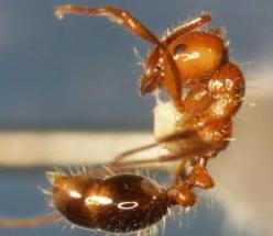 蚂蚁设陷阱猎杀昆虫