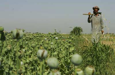 图文:美丽与罪恶同在 阿富汗罂粟种植迎来丰收