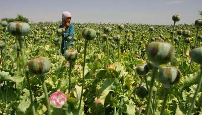 阿富汗罂粟种植迎来丰收