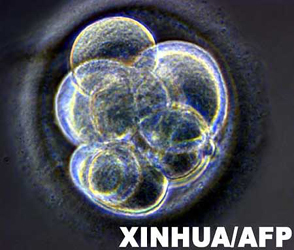 英国科学家宣布已成功复制人类早期胚胎(组图
