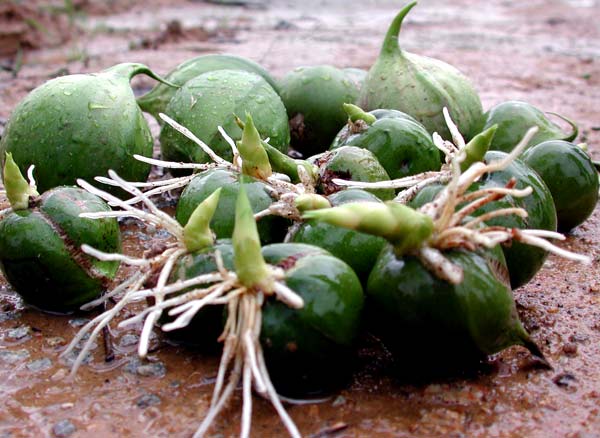 植物园小梨竹果实长出根芽 演绎植物奇迹(图)