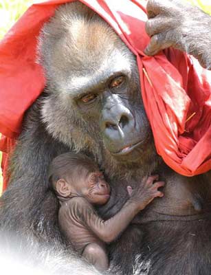 组图：第一只接受白内障切除手术的猩猩产幼崽