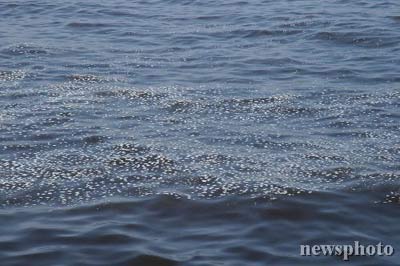 浙江海域暴发大面积赤潮(组图)