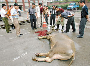 水牛闹市撒野被毙(图)