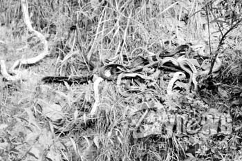 平遥:50多条蛇抱着团神秘死亡(图)