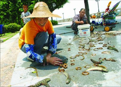 珠江鱼殇:数万尾鱼刚放生江即遭捕捞叫卖(图)