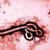 埃博拉病毒