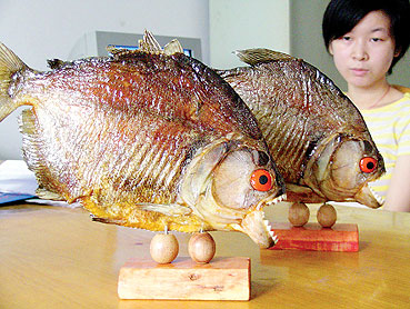 扬州老人捐献食人鱼标本(图)