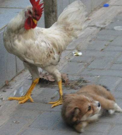 小区上演鸡犬大战大公鸡啄得小狗满街跑组图