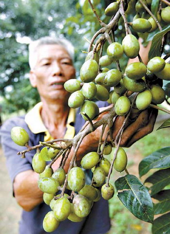 白榄大丰收 村民皱眉头(图)