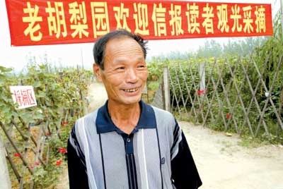 读者到大兴老胡梨园采摘 新婚夫妇把采摘当蜜月旅行(组图)