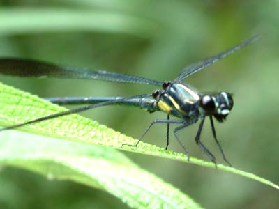 蜻蜓翼展接近1米 高浓氧气造就远古巨型昆虫?
