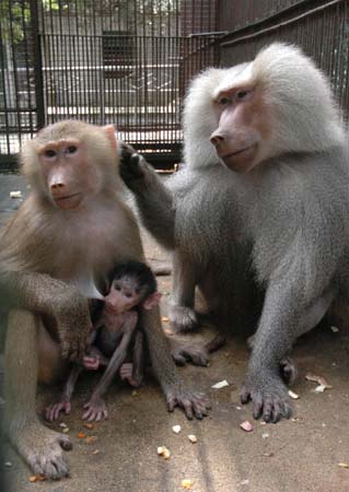 福州动物园首次成功繁殖阿拉伯狒狒组图