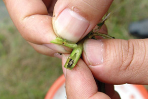 400种国外生物入侵 疯狂繁殖严重危害生态(图)