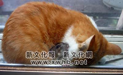 想到用家猫对付野老鼠没想到猫鼠相处融洽(组