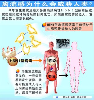 中国禽流感疫情在控制中(图)