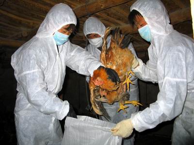 新疆泽普县乌鲁木齐县发生高致病性禽流感疫情(组图)