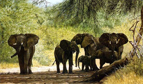 走进非洲天然动物园 神秘生猛动物(组图)