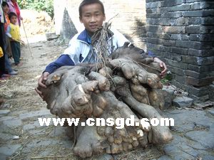 阳江人口组成_阳江市区有多少人口(3)