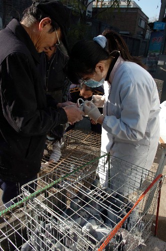 北京全面为家养鸽子注射禽流感灭活疫苗(图)