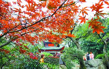 枫红胜火情满麓山(图)