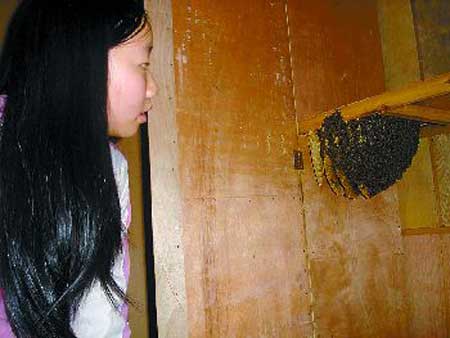 少女与数千蜜蜂“同居” 