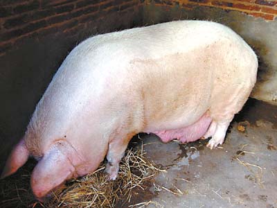 一头九岁肉猪堪称猪王已长出獠牙(图)