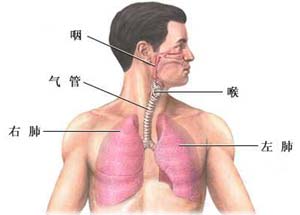 [呼吸]支气管炎为什么夜间咳嗽历害