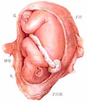 子宫迅速增大,腰际线消失,很明显已看得出你怀孕了.
