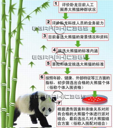 图表:赠台大熊猫挑选程序-搜狐新闻