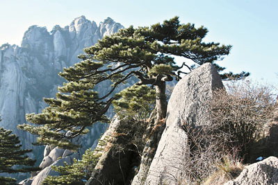 综合 广州日报    据新华社电   记者11日从安徽黄山风景区管委会了解