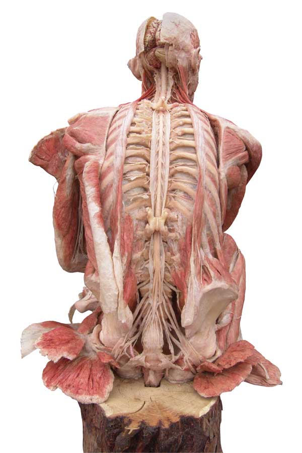 腰背部解剖:尸体的艺术