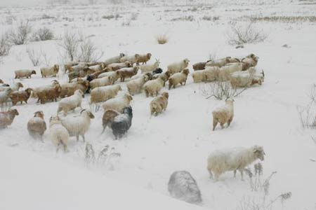 组图：新疆阿勒泰灾区再降暴雪