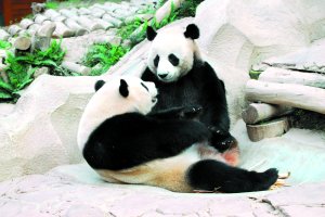 赠台大熊猫乳名定团圆 
