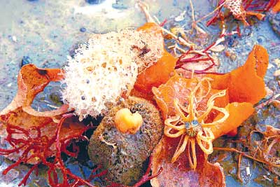 海洋底栖生物标本