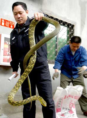 百斤菜花蛇溜上火车(图)