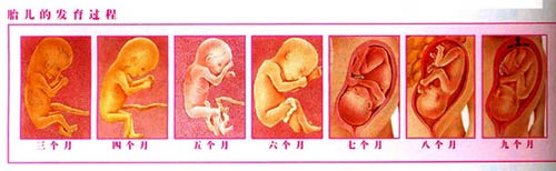 胚胎2个半月时,我们就能用对胎儿和母亲都无害的超