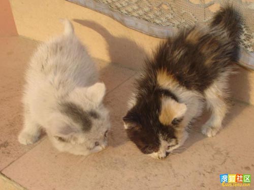 [差点儿]两只可怜的小猫[组图]