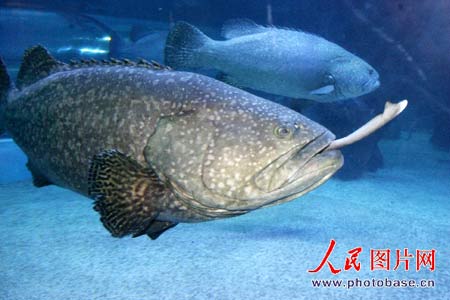 福州海底世界一巨石斑鱼吞掉1米长白鳍鲨(组图)
