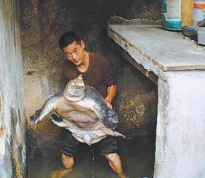 汕头农民捕鱼时捡获巨型山瑞鳖 重达40公斤(图)