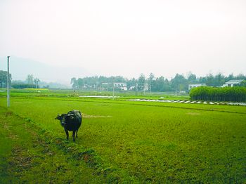 四川人口有多少_一个村子有多少人口