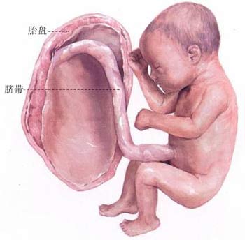 图解胎儿成长全过程